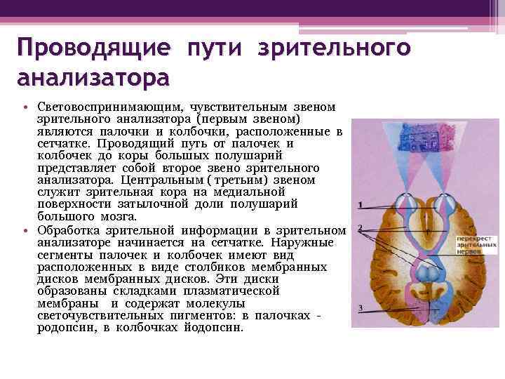 Проводящие пути зрительного анализатора • Световоспринимающим, чувствительным звеном зрительного анализатора (первым звеном) являются палочки