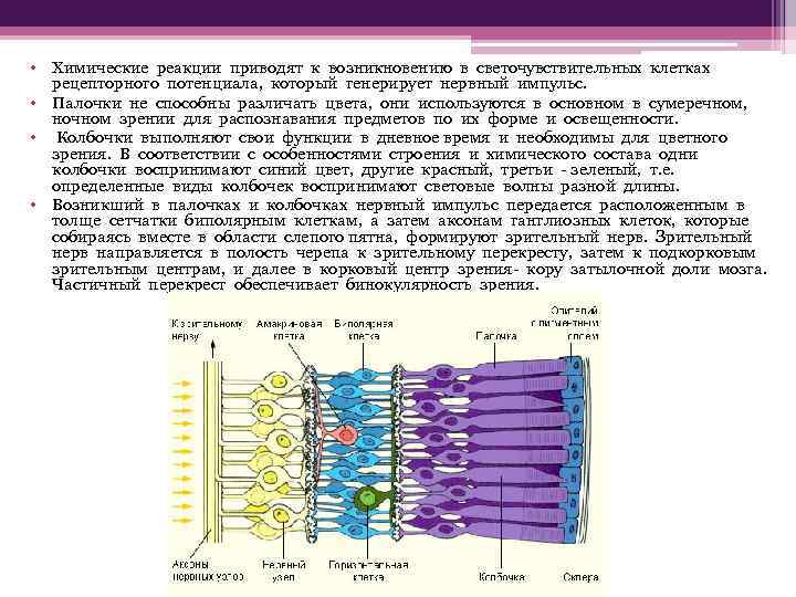  • Химические реакции приводят к возникновению в светочувствительных клетках рецепторного потенциала, который генерирует