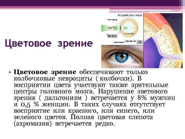 Цветовое зрение • Цветовое зрение обеспечивают только колбочковые невроциты ( колбочки). В восприятии цвета