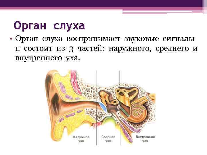 Орган слуха • Орган слуха воспринимает звуковые сигналы и состоит из 3 частей: наружного,