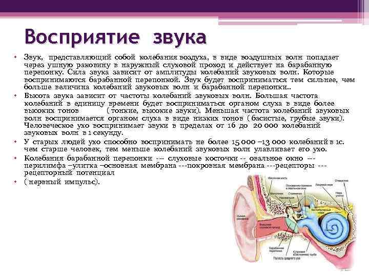 Восприятие звука • Звук, представляющий собой колебания воздуха, в виде воздушных волн попадает через