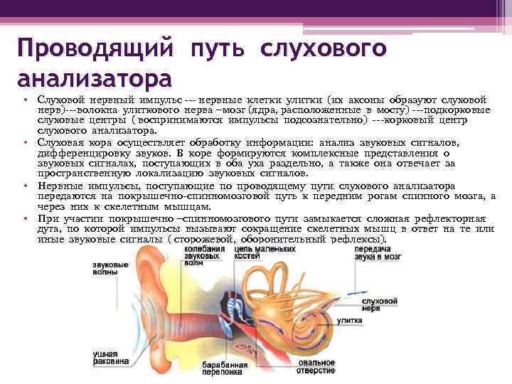 Характеристика органов чувств в свете учения об анализаторах общий план их строения