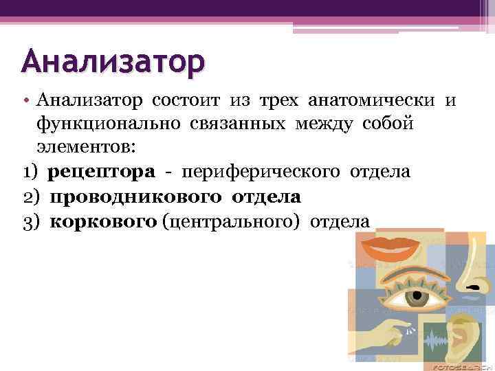 Анализатор • Анализатор состоит из трех анатомически и функционально связанных между собой элементов: 1)