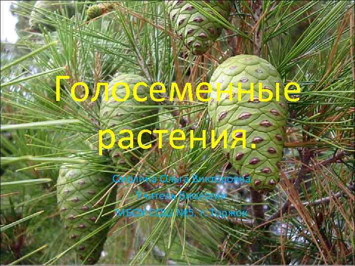 Голосеменные растения. Смолина Ольга Викторовна Учитель биологии МБОУ СОШ № 5, г. Торжок 