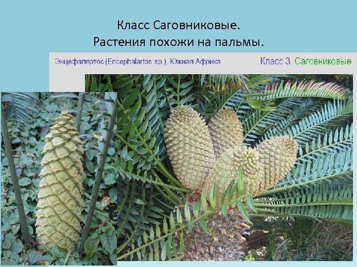 Класс Саговниковые. Растения похожи на пальмы. 