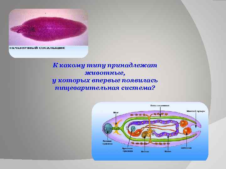 К какому типу принадлежат животные, у которых впервые появилась пищеварительная система? 