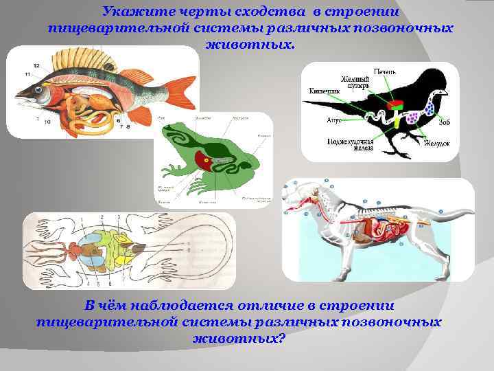 Укажите черты сходства в строении пищеварительной системы различных позвоночных животных. В чём наблюдается отличие