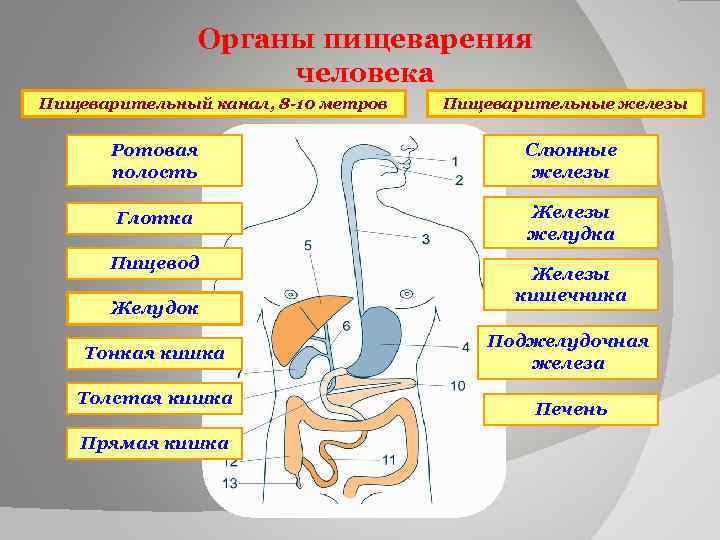 Органы пищеварения человека Пищеварительный канал, 8 -10 метров Пищеварительные железы Ротовая полость Слюнные железы