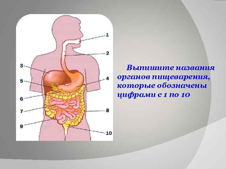 Выпишите названия органов пищеварения, которые обозначены цифрами с 1 по 10 