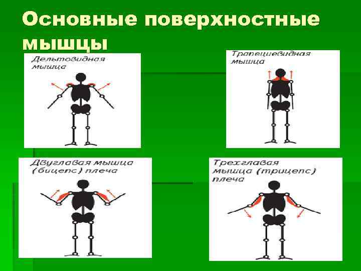 Основные поверхностные мышцы 