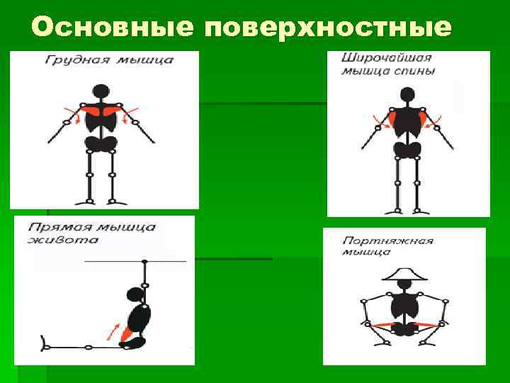 Основные поверхностные мышцы 