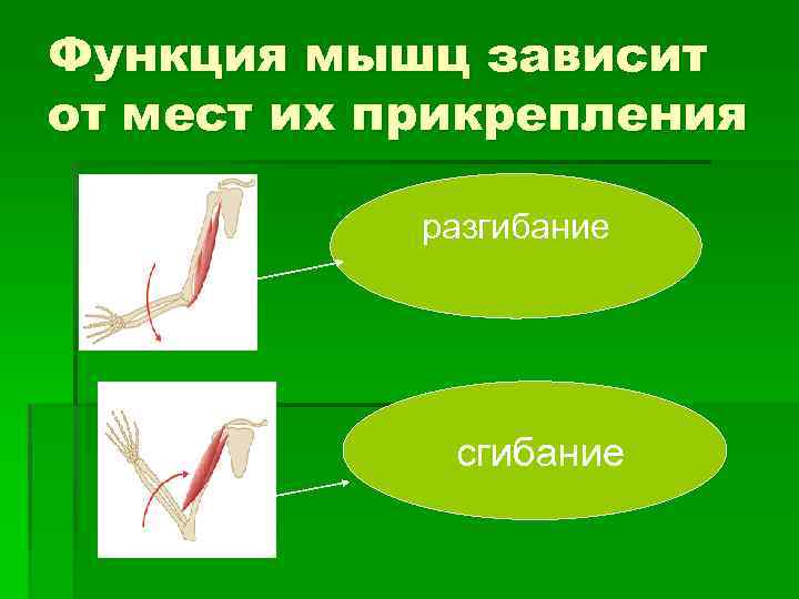 Функция мышц зависит от мест их прикрепления разгибание сгибание 