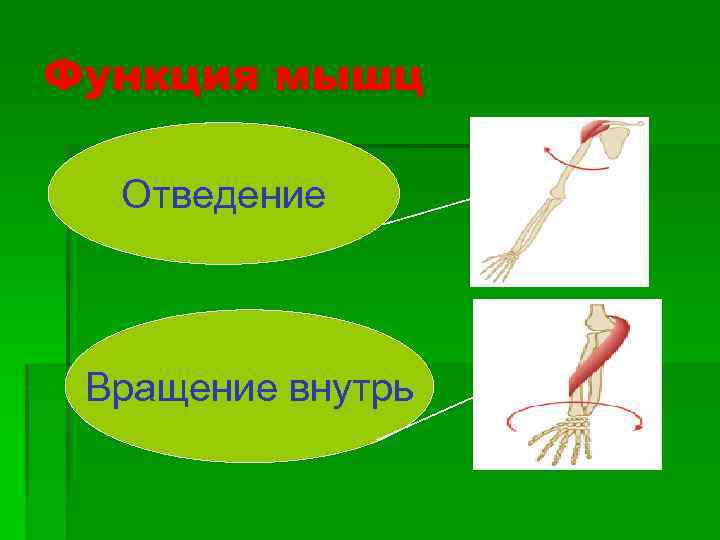 Функция мышц § Отведение Вращение внутрь 