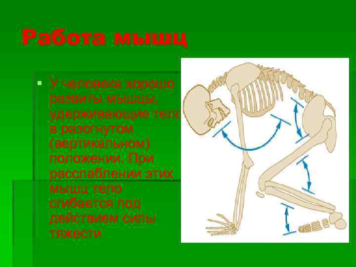 Работа мышц § У человека хорошо развиты мышцы, удерживающие тело в разогнутом (вертикальном) положении.