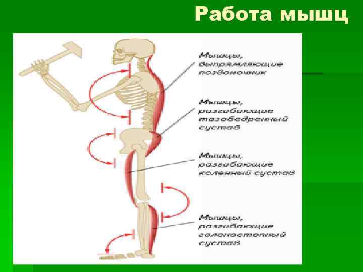 Работа мышц 