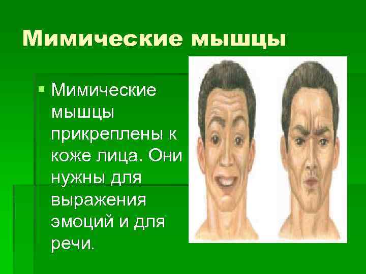 Мимические мышцы § Мимические мышцы прикреплены к коже лица. Они нужны для выражения эмоций