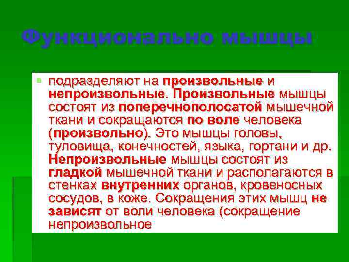 Функционально мышцы § подразделяют на произвольные и непроизвольные. Произвольные мышцы состоят из поперечнополосатой мышечной