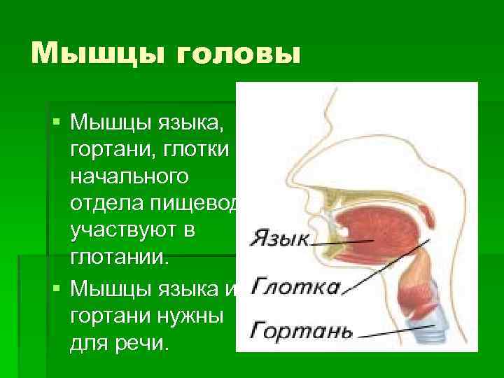 Мышцы головы § Мышцы языка, гортани, глотки и начального отдела пищевода участвуют в глотании.