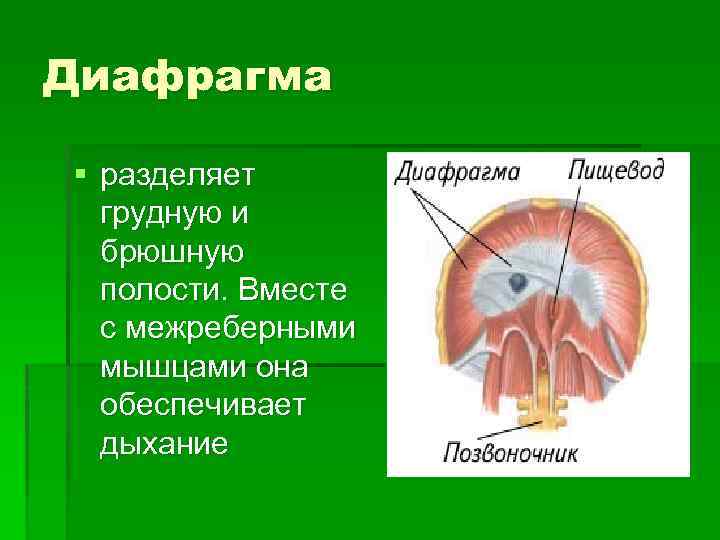 Диафрагма § разделяет грудную и брюшную полости. Вместе с межреберными мышцами она обеспечивает дыхание