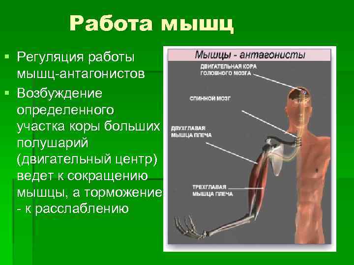 Работа мышц § Регуляция работы мышц-антагонистов § Возбуждение определенного участка коры больших полушарий (двигательный