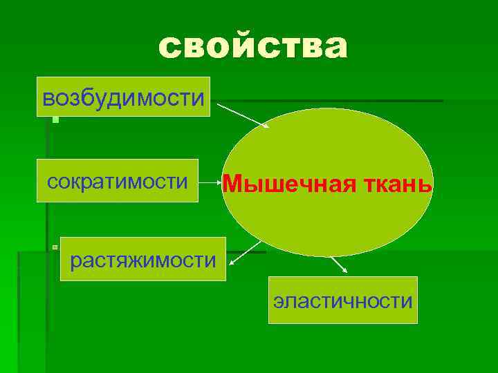 свойства возбудимости § сократимости Мышечная ткань растяжимости эластичности 