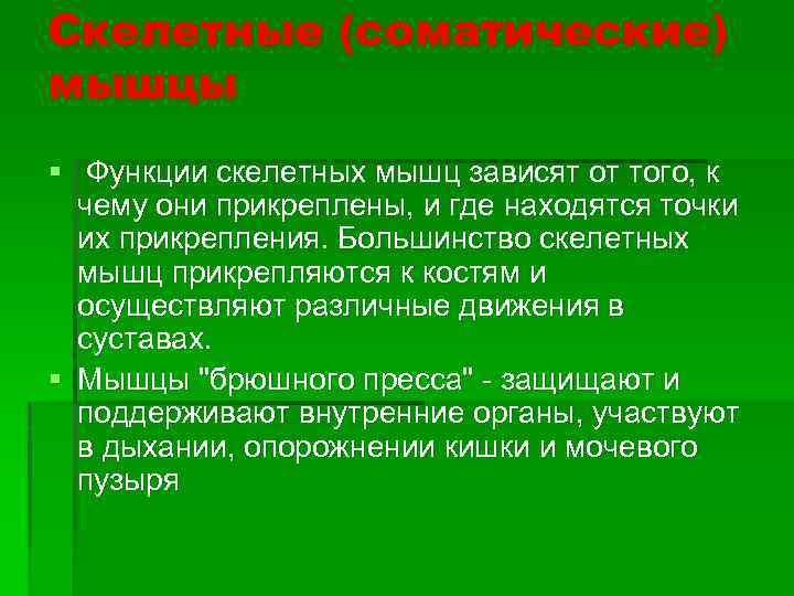 Скелетные (соматические) мышцы § Функции скелетных мышц зависят от того, к чему они прикреплены,