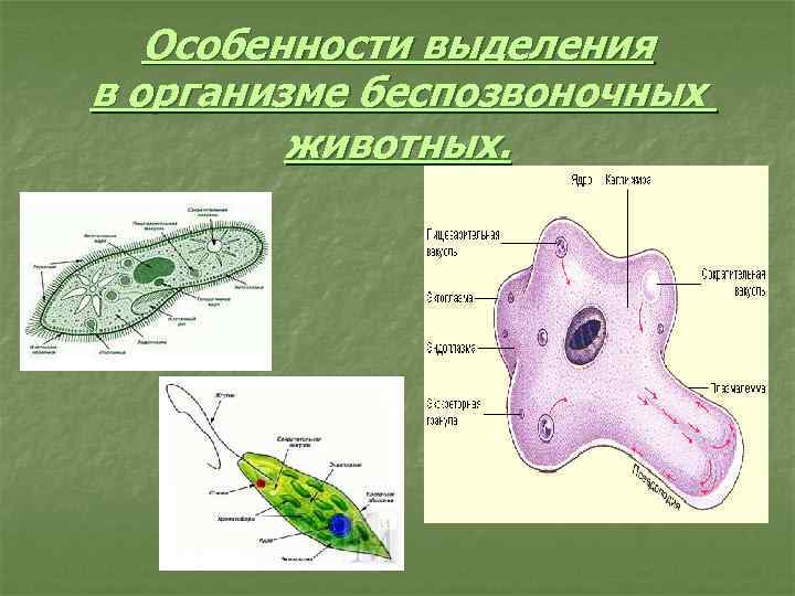 Особенности выделения в организме беспозвоночных животных. 