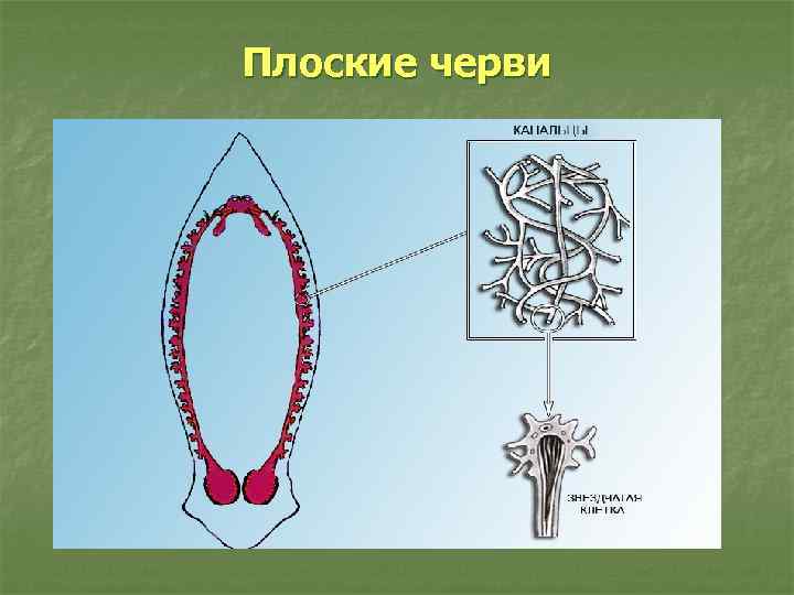 Плоские черви 