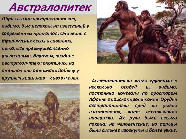 Австралопитек Образ жизни австралопитеков, видимо, был непохож на известный у современных приматов. Они жили