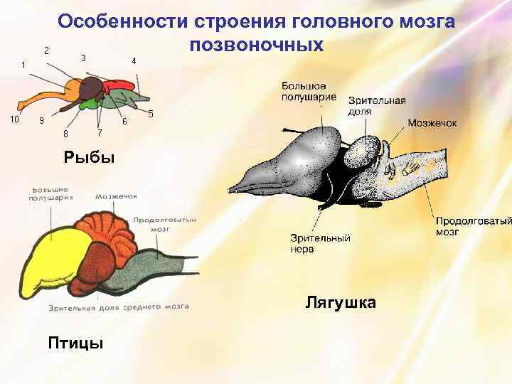 Особенности строения головного мозга позвоночных Рыбы Лягушка Птицы 