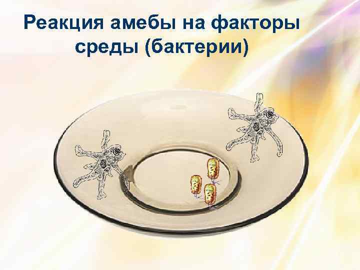 Реакция амебы на факторы среды (бактерии) 