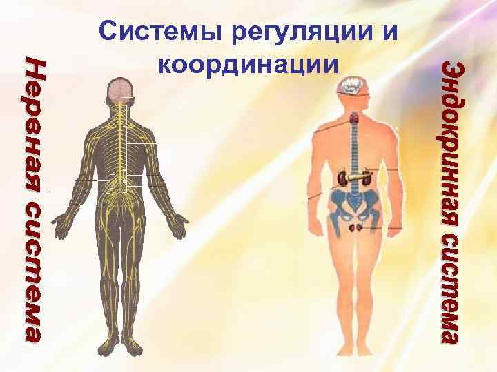 Системы регуляции и координации 