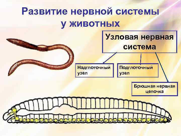 Развитие нервной системы у животных Узловая нервная система Надглоточный узел Подглоточный узел Брюшная нервная