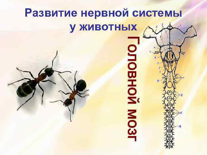 Развитие нервной системы у животных 