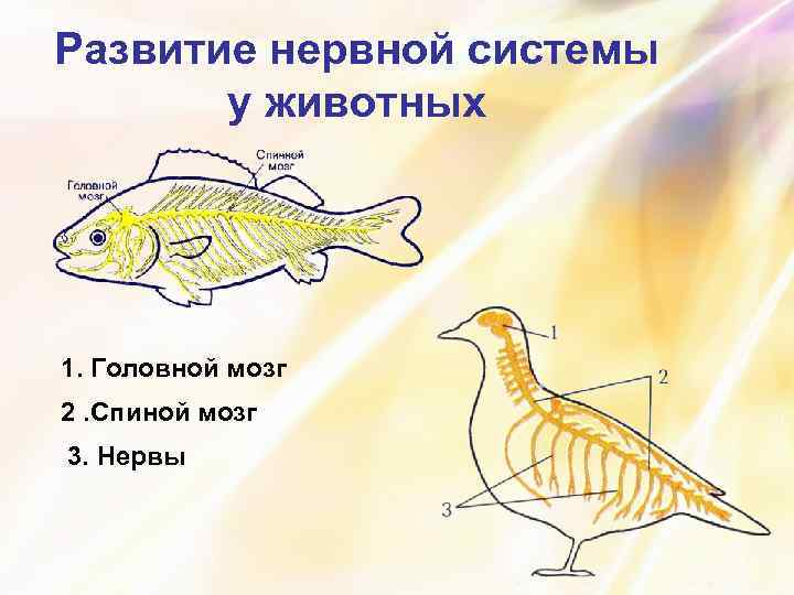 Развитие нервной системы у животных 1. Головной мозг 2. Спиной мозг 3. Нервы 