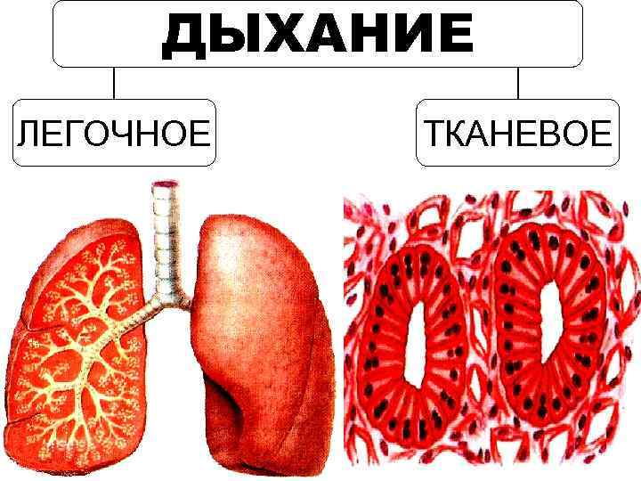 ДЫХАНИЕ ЛЕГОЧНОЕ ТКАНЕВОЕ 