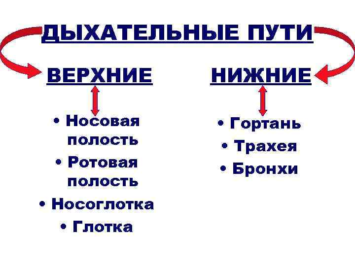 Нижние и верхние пути дыхания. Верхние дыхательные пути включают в себя. Нижние дыхательные пути включают в себя. Верхнее дихатедтельные пути включают. Отдел дыхательной системы носовая полость и.