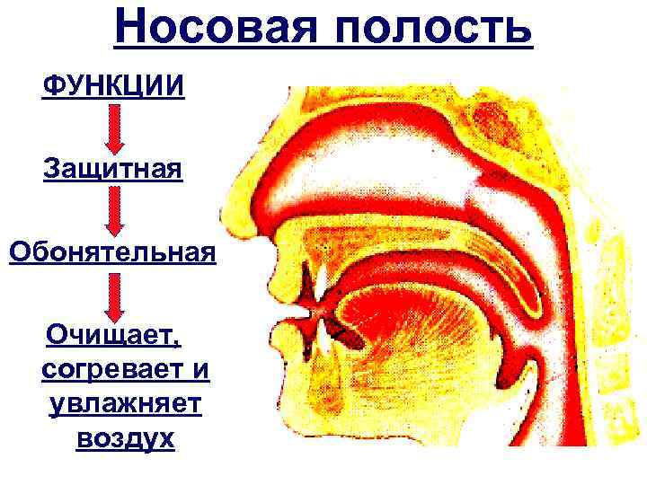 Носовая полость ФУНКЦИИ Защитная Обонятельная Очищает, согревает и увлажняет воздух 