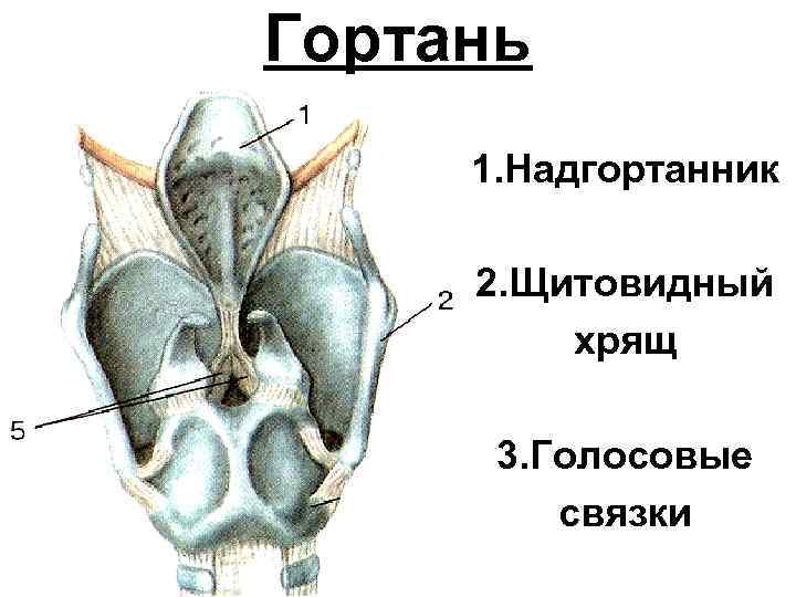 Гортань 1. Надгортанник 2. Щитовидный хрящ 3. Голосовые связки 
