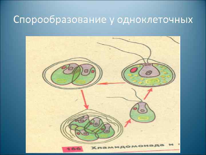 Спорообразование у одноклеточных 