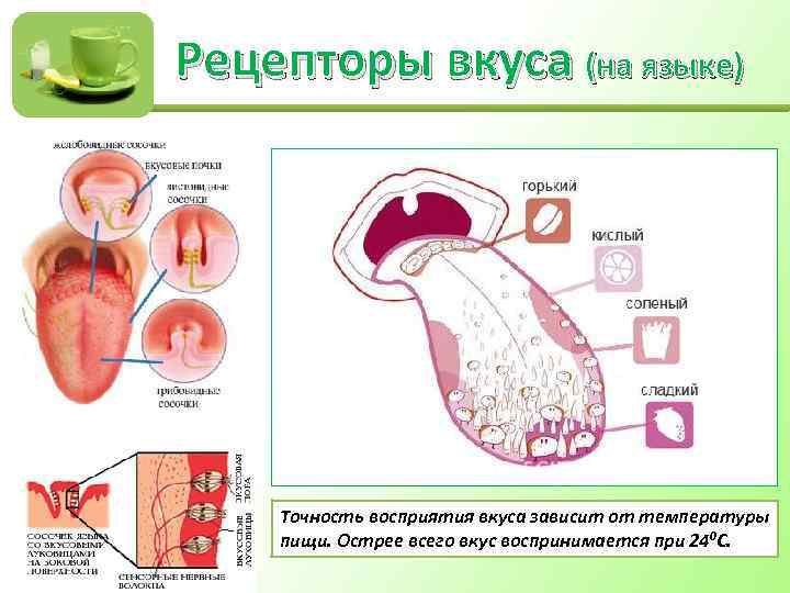 Рецепторы вкуса (на языке) Точность восприятия вкуса зависит от температуры пищи. Острее всего вкус