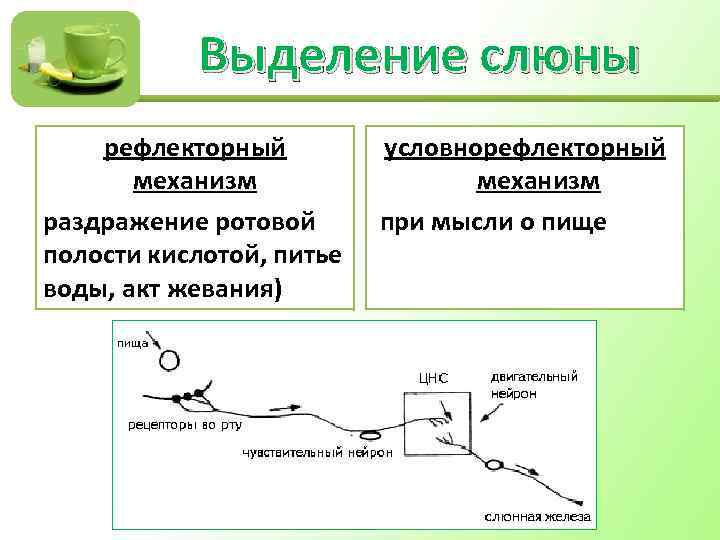 Выделение слюны рефлекторный условнорефлекторный механизм раздражение ротовой при мысли о пище полости кислотой, питье
