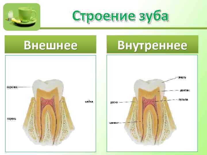 Строение зуба Внешнее Внутреннее 