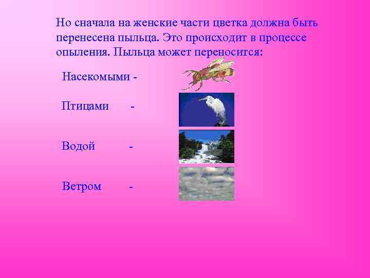 Но сначала на женские части цветка должна быть перенесена пыльца. Это происходит в процессе