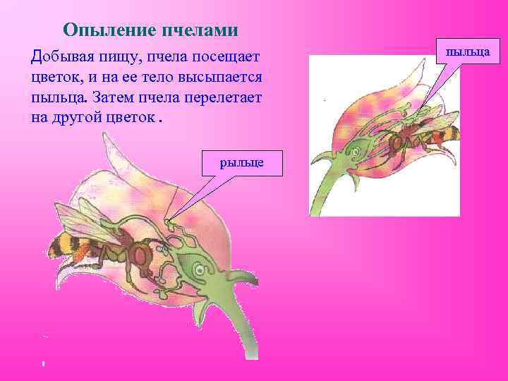 Опыление пчелами Добывая пищу, пчела посещает цветок, и на ее тело высыпается пыльца. Затем