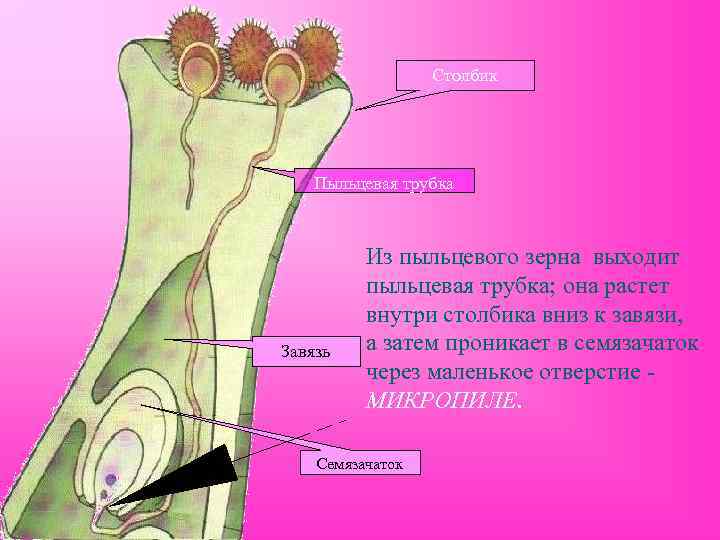 Столбик Пыльцевая трубка Завязь Из пыльцевого зерна выходит пыльцевая трубка; она растет внутри столбика