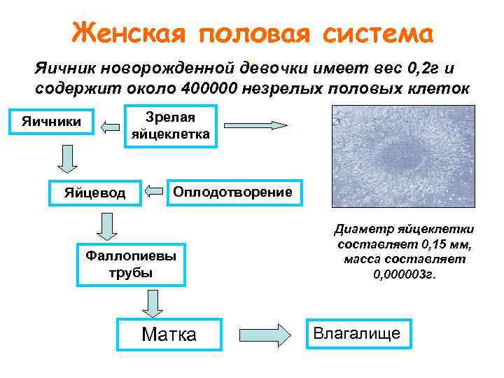 Женская половая система. Яичник новорожденной девочки имеет вес 0, 2 г и содержит около
