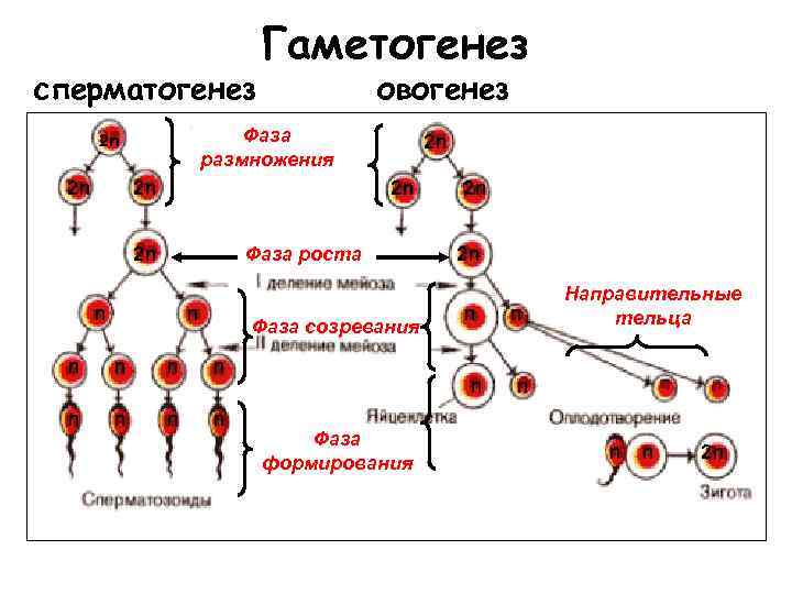 сперматогенез овогенез Фаза размножения 2 n 2 n Гаметогенез 2 n 2 n Фаза