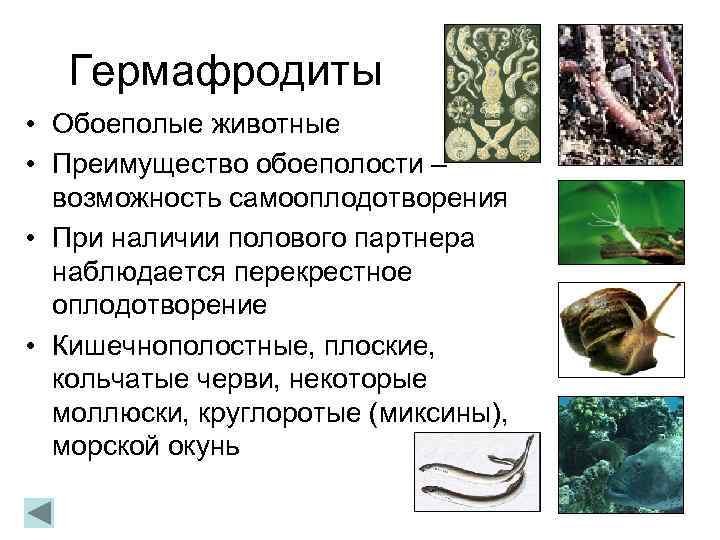 Гермафродиты • Обоеполые животные • Преимущество обоеполости – возможность самооплодотворения • При наличии полового