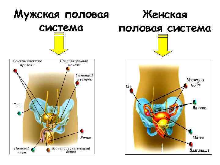 Мужская половая Женская система половая система 